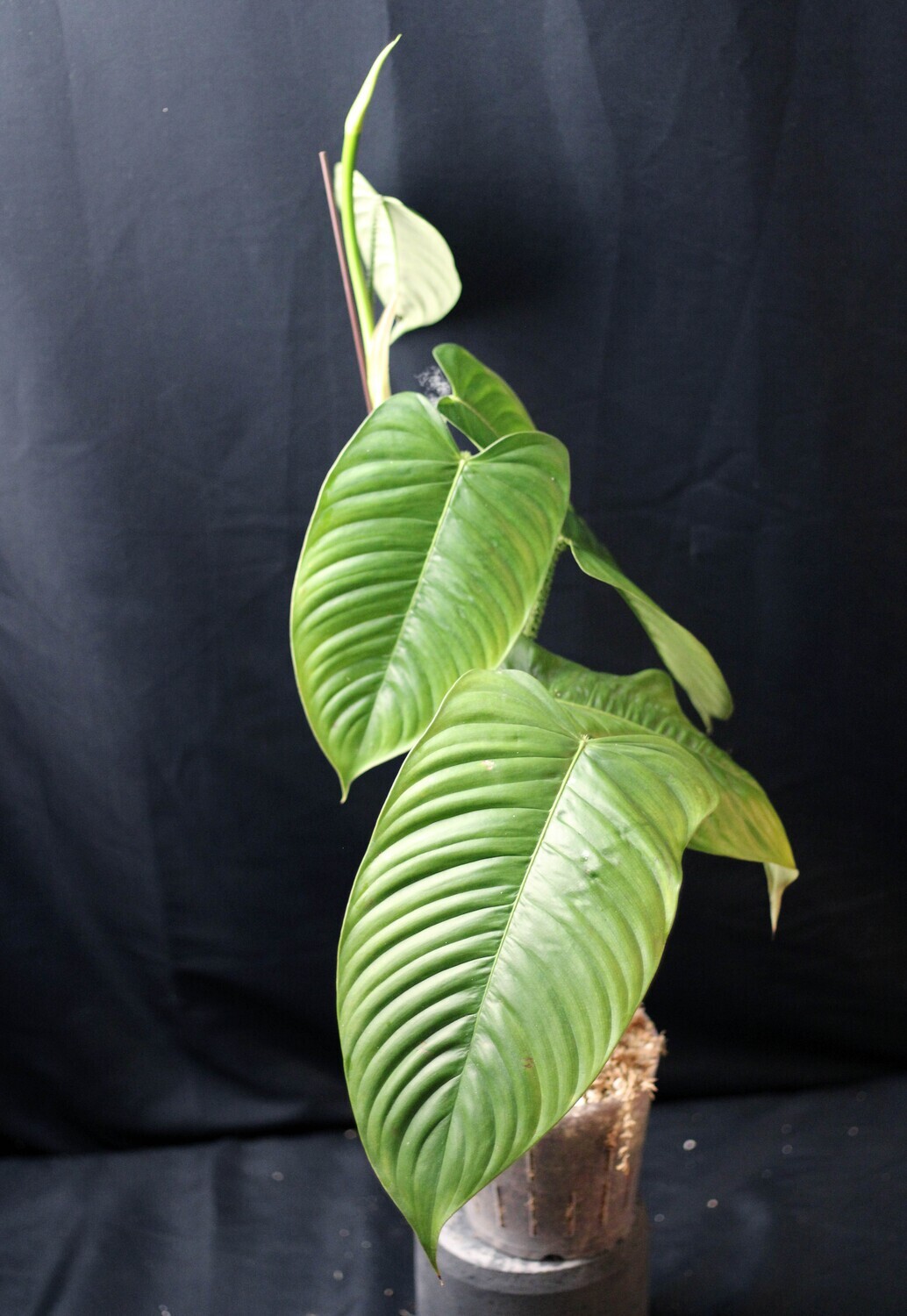 Philodendron Genevievianum - D