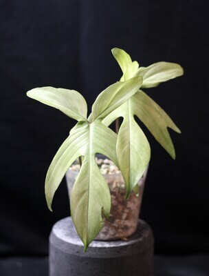 Philodendron Florida Ghost “Mint” - A