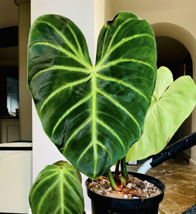 Philodendron Luxurians "Radiante" - Show