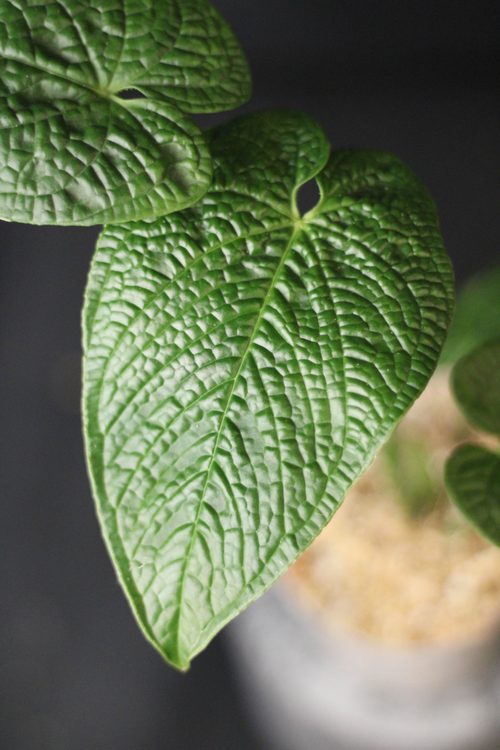 Anthurium Rugulosum Show A