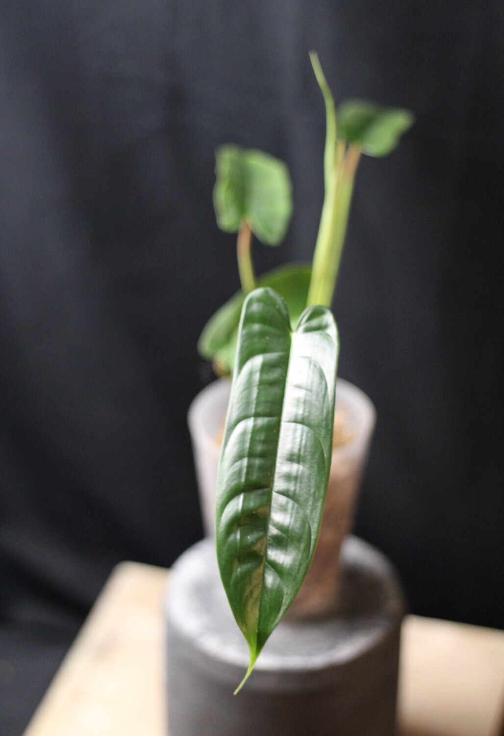 Philodendron Felix - C
