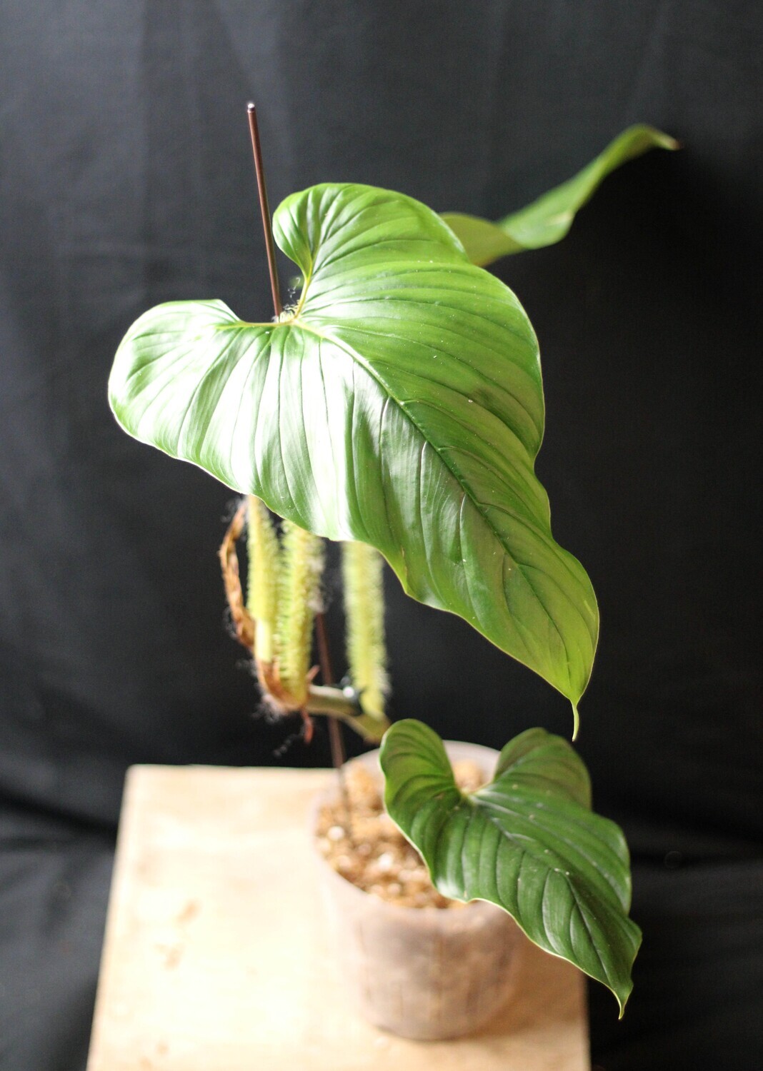 Philodendron Serpens - Show