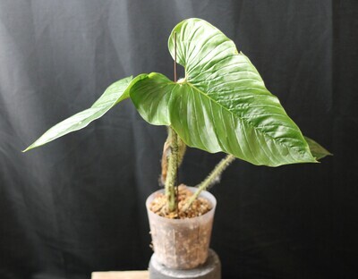 Philodendron Serpens - A
