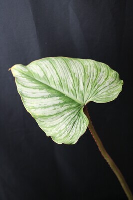 Philodendron Mamei “Silver” - A