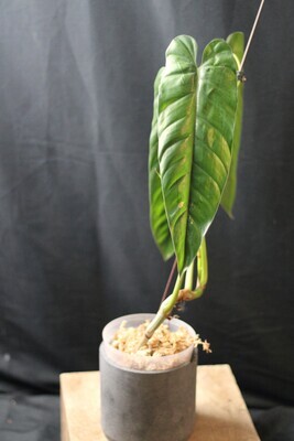 Philodendron sp. Esmeraldas - B
