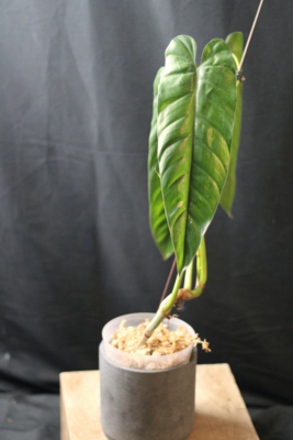 Philodendron sp. Esmeraldas - Show