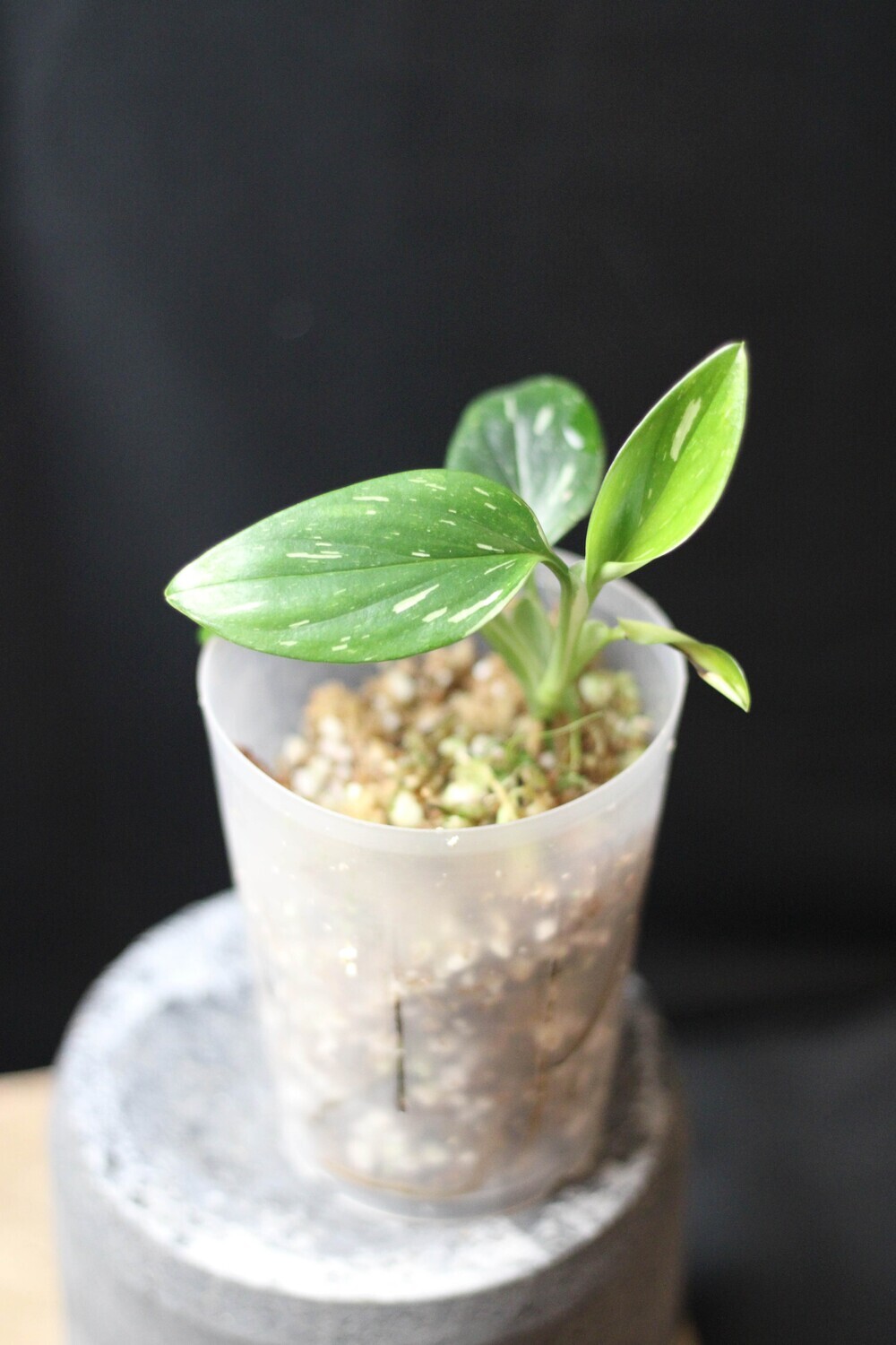 Monstera Standleyana &quot;Albo&quot; - A