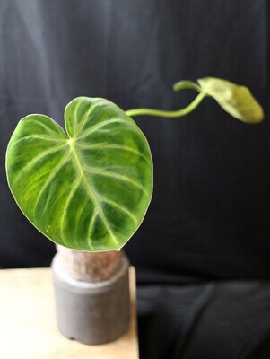 Philodendron Luxurians "Radiante" - A