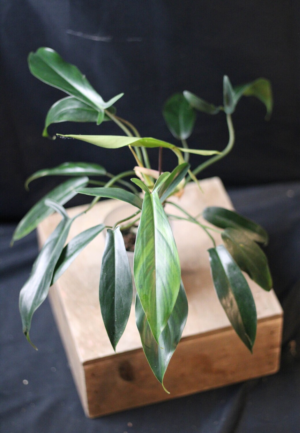 Philodendron 69686 - A