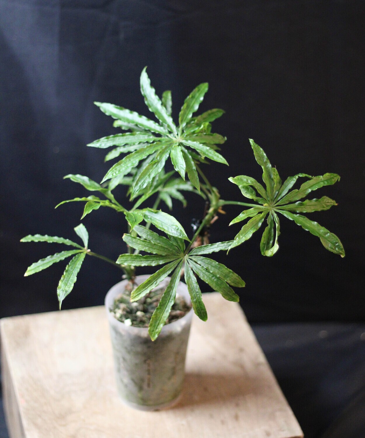 Anthurium Polyschistum - C