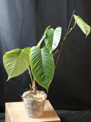 Philodendron Genevievianum - B