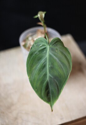 Philodendron El Choco - B