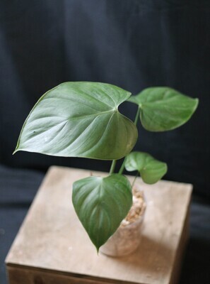 Philodendron Lynamii - A