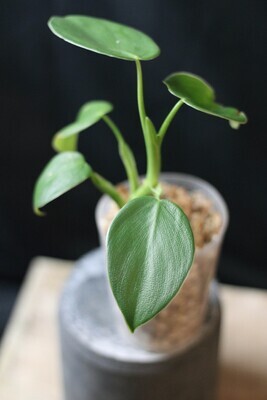 Philodendron Rugosum - A