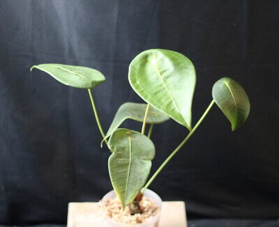 Anthurium Peltigerum - A