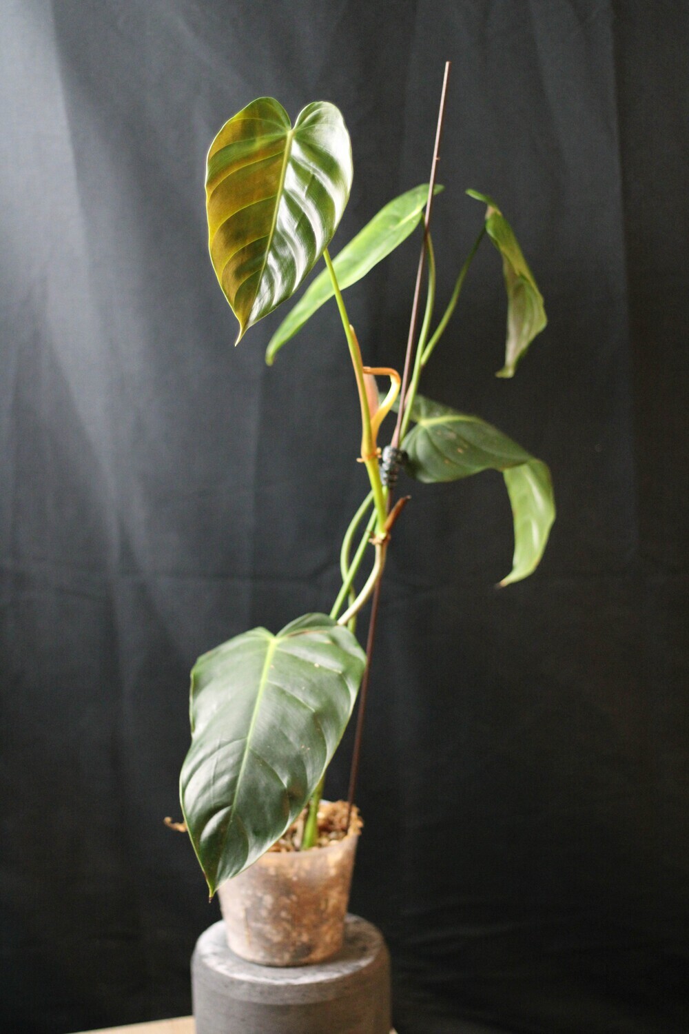 Philodendron Esmeraldense - A