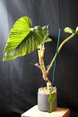 Philodendron Serpens - B