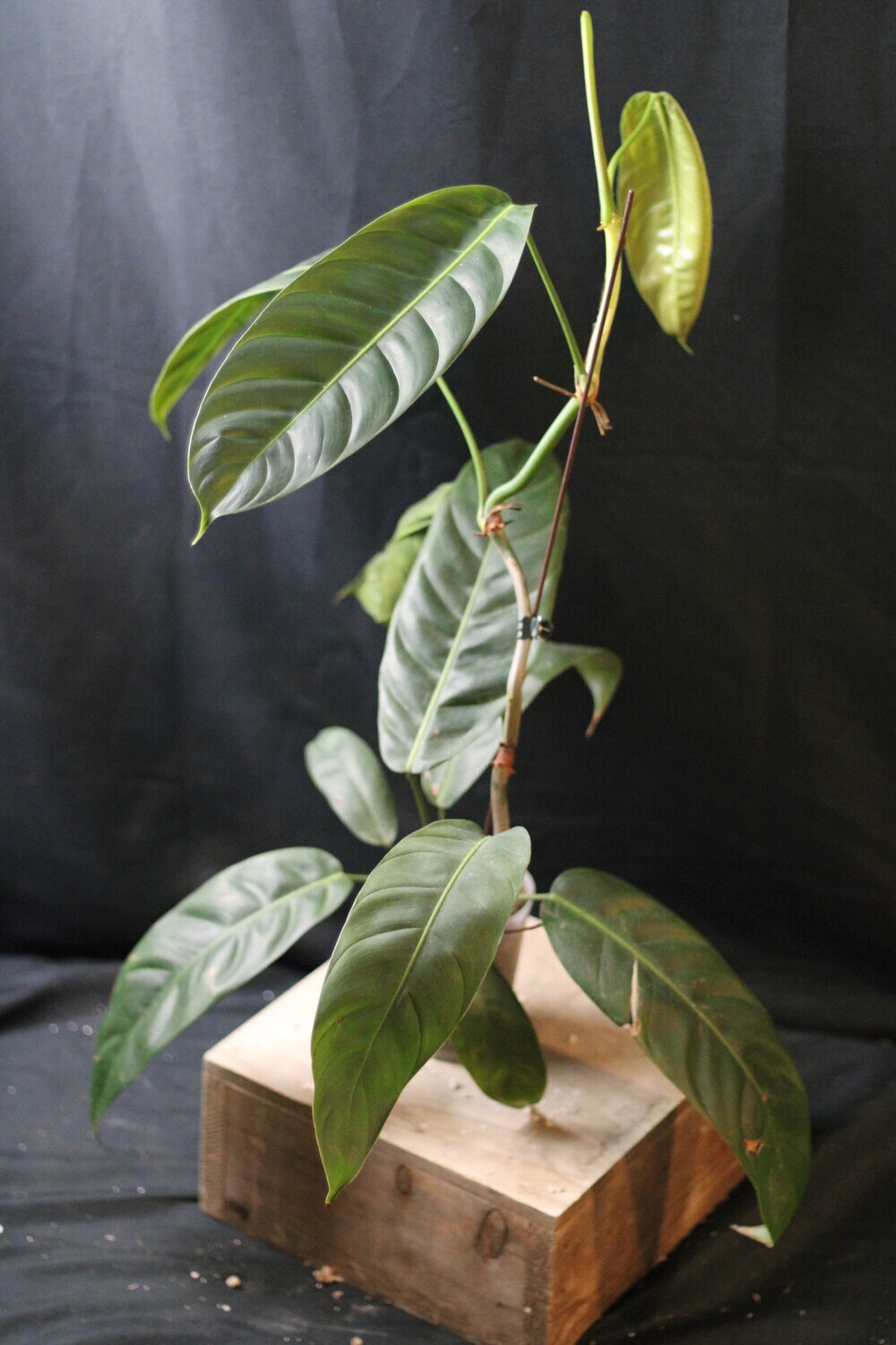 Philodendron Patriciae XL - A
