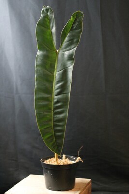 Philodendron Billetiae - B