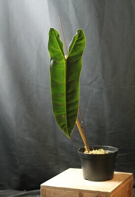 Philodendron Billetiae - A