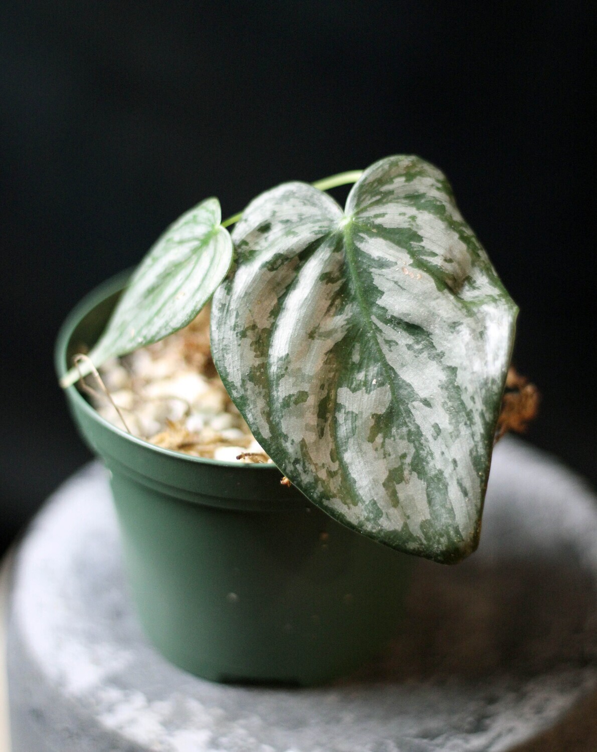 Philodendron Brandtianum