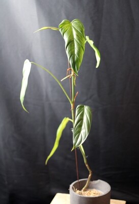 Philodendron sp. Esmeraldas - A
