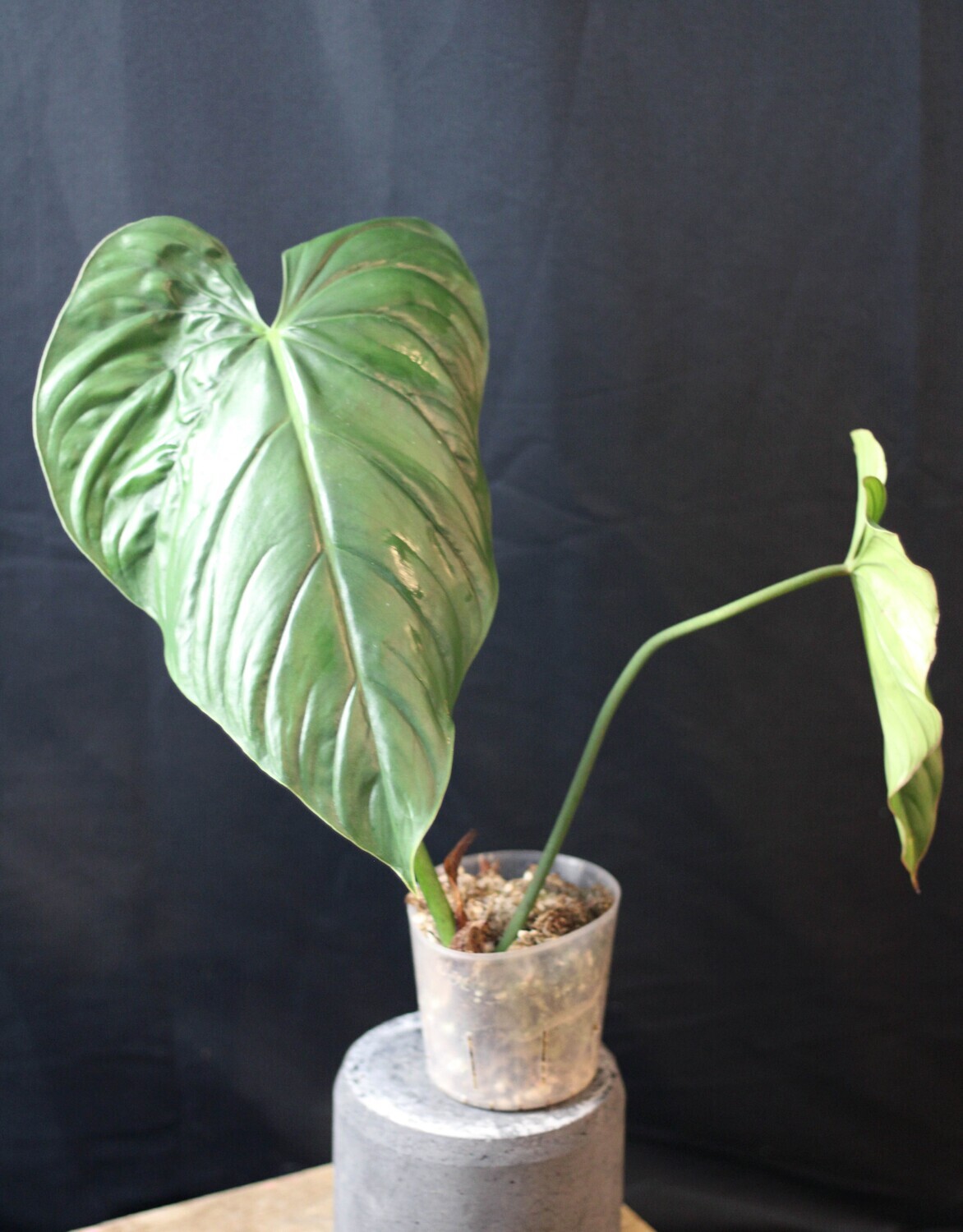 Philodendron sp. Colombia "Platinum" - A