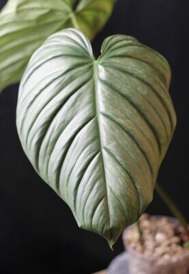 Philodendron sp. Colombia "Platinum" - A