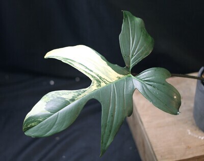 Philodendron Florida Beauty - B