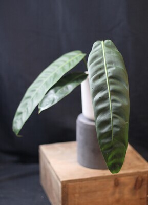Philodendron Patriciae - A