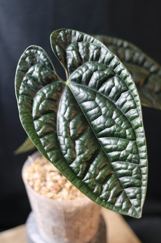 Anthurium Luxurians - A