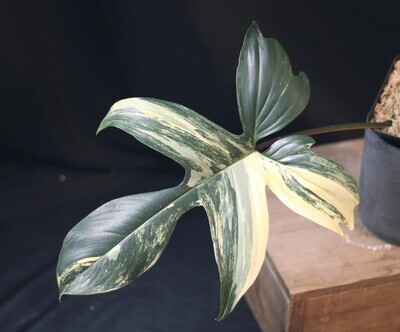 Philodendron Florida Beauty - A