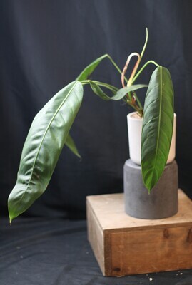 Philodendron Patriciae - C