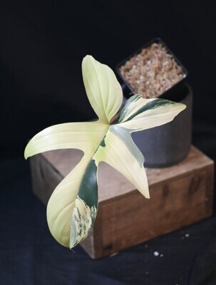 Philodendron Florida Beauty - C