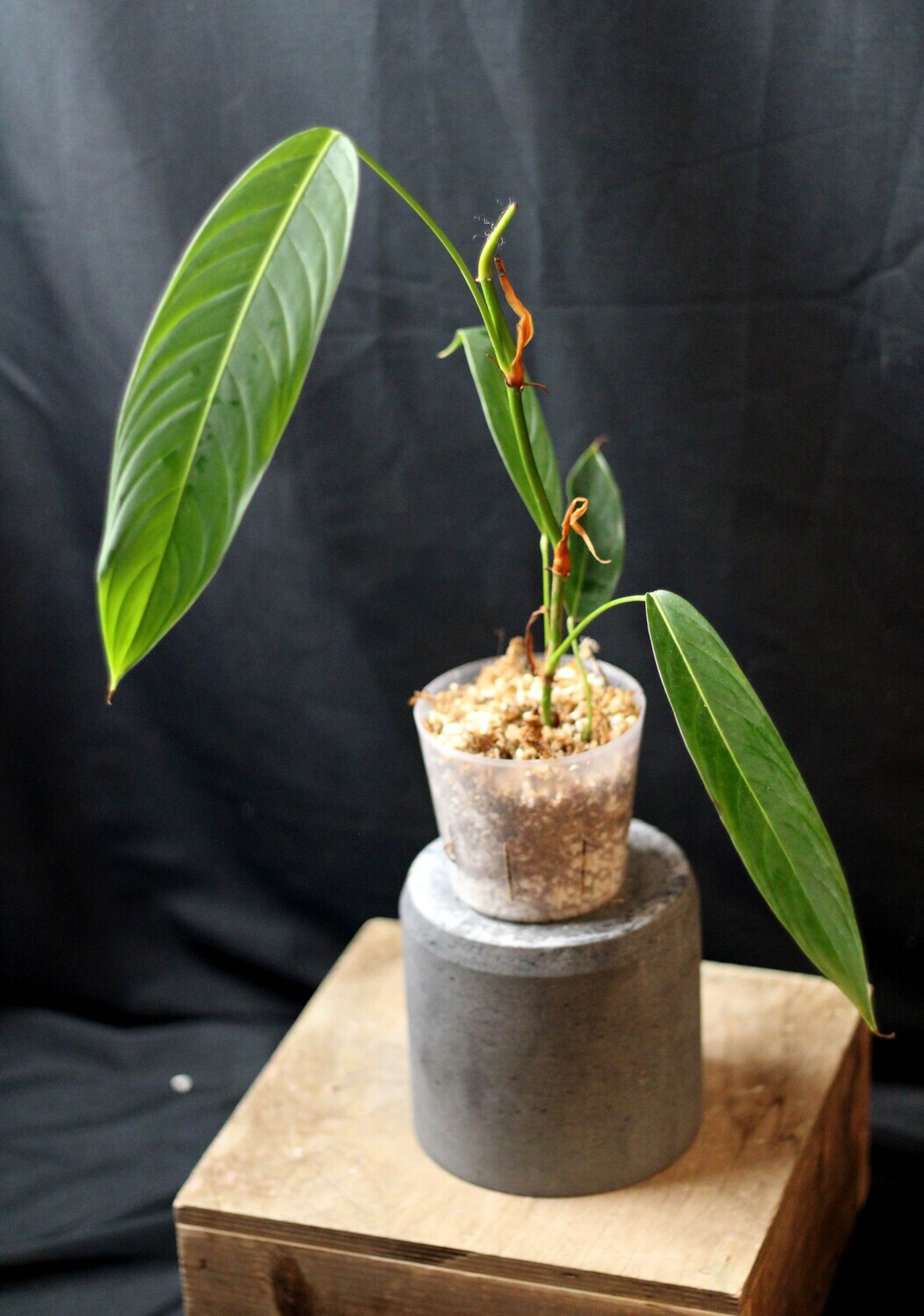 Philodendron Heterocraspedon - C