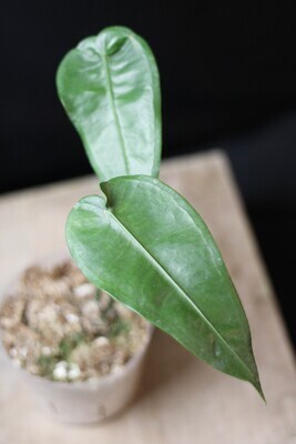 Anthurium Timplowmanii - A