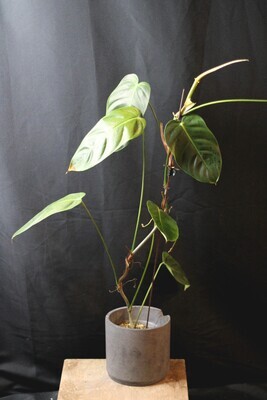 Philodendron Esmeraldense - B