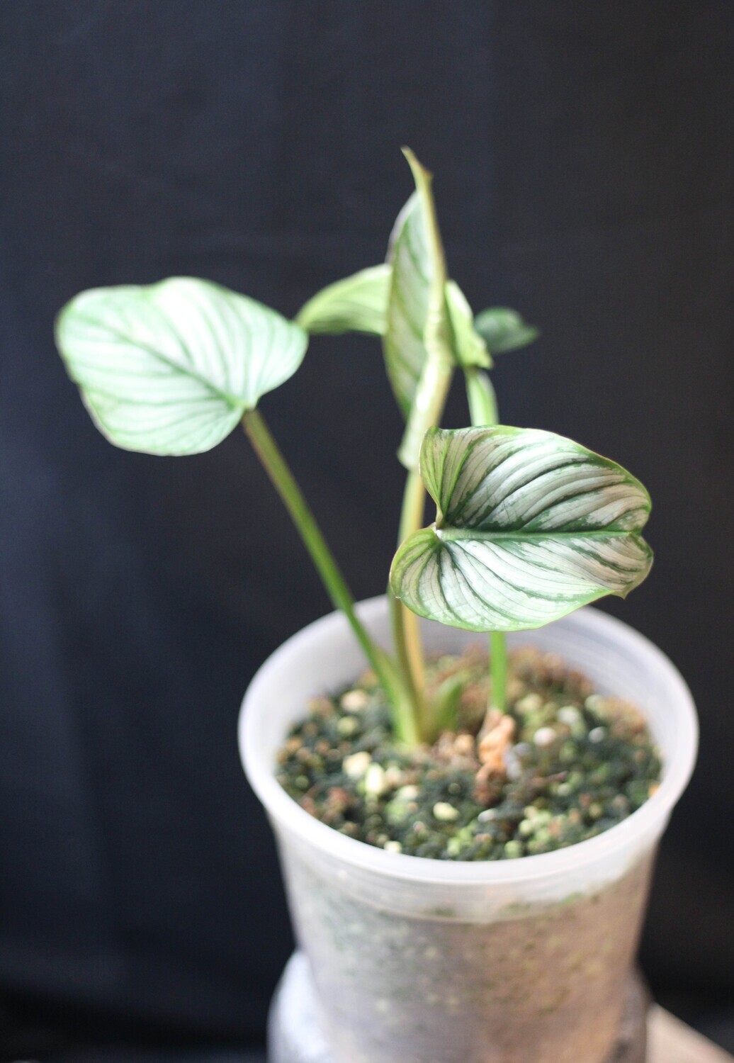 Philodendron Mamei “Silver” - A