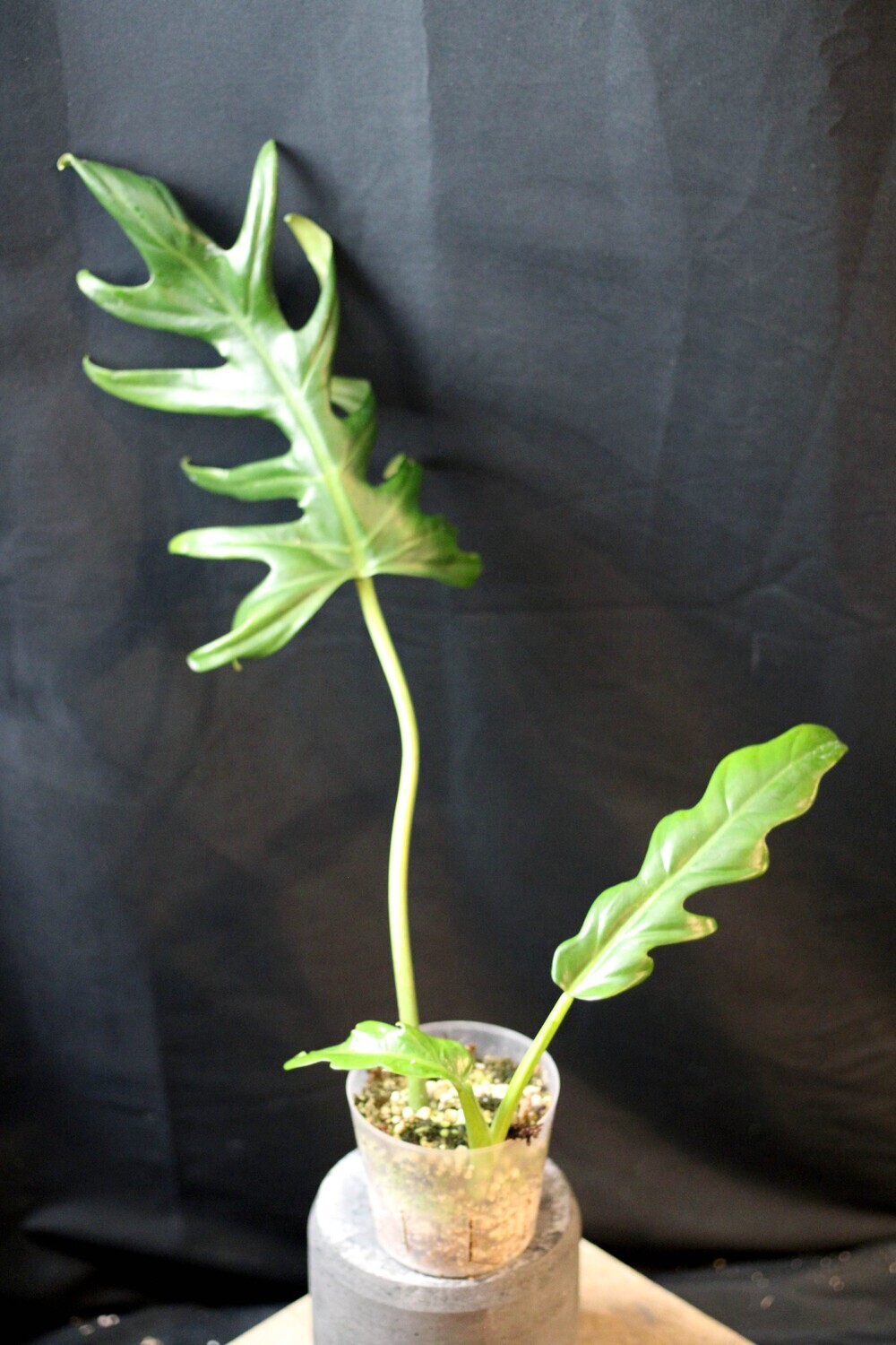 Philodendron Elegans - A