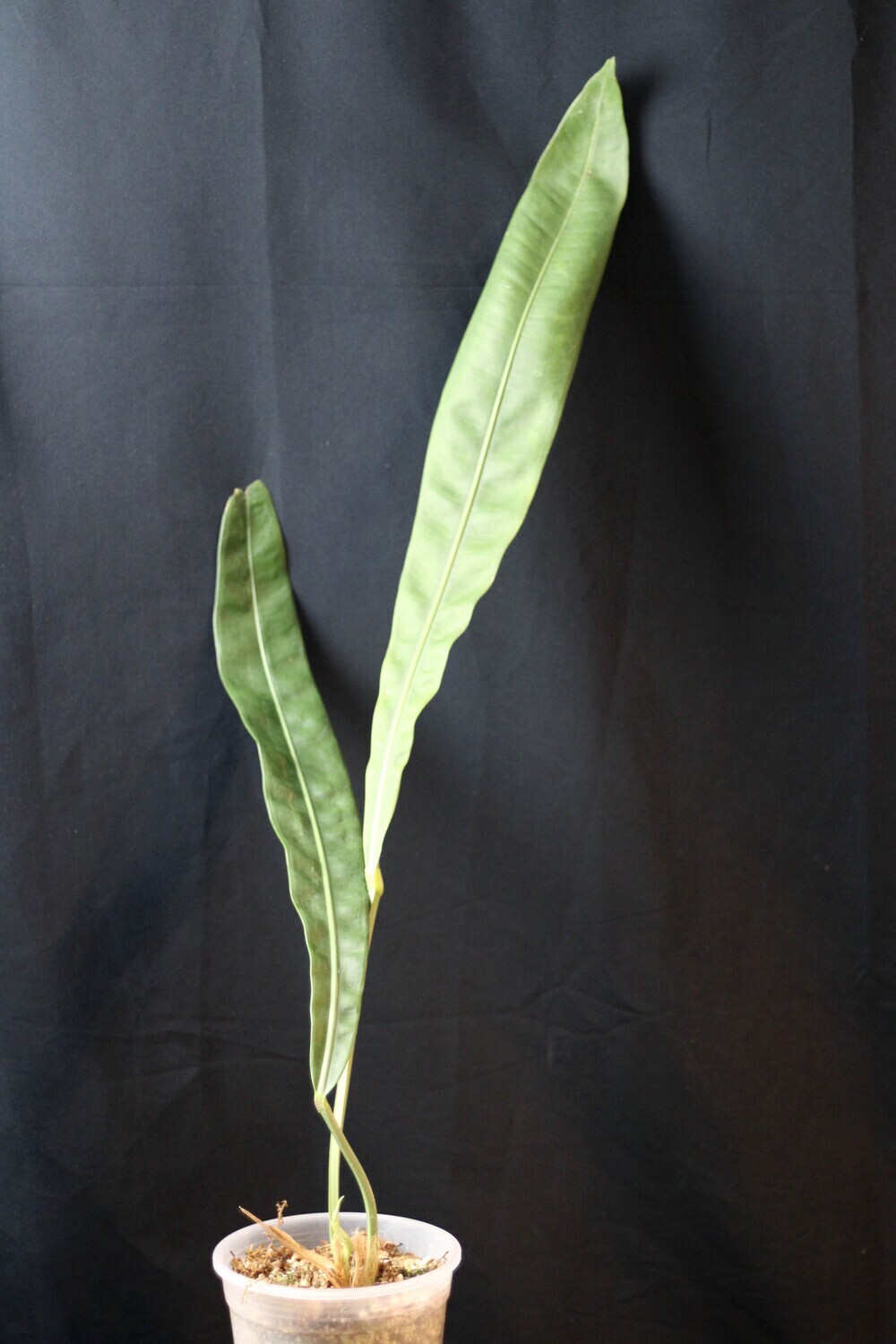 Anthurium sp. Morona - A