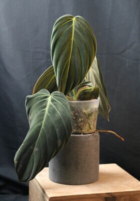 Philodendron Gigas - B