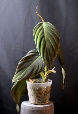 Philodendron Gigas - A