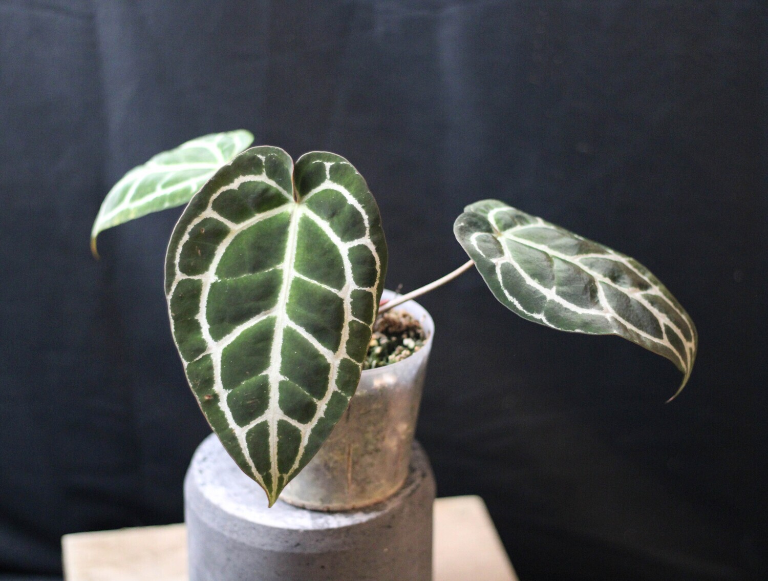 Anthurium Crystallinum &quot;Silver&quot; - A