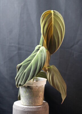 Philodendron Gigas - C