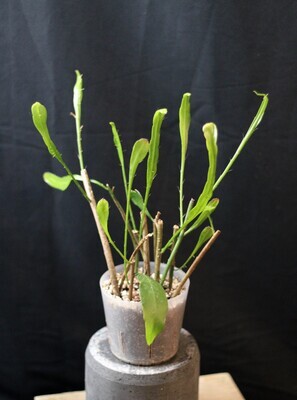 Epiphyllum Oxpetalum
