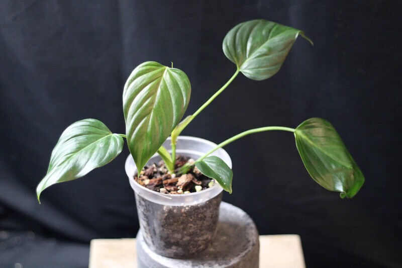 Philodendron Smithii &quot;Asperum&quot;