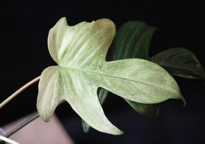 Philodendron Florida Ghost “Mint” - B
