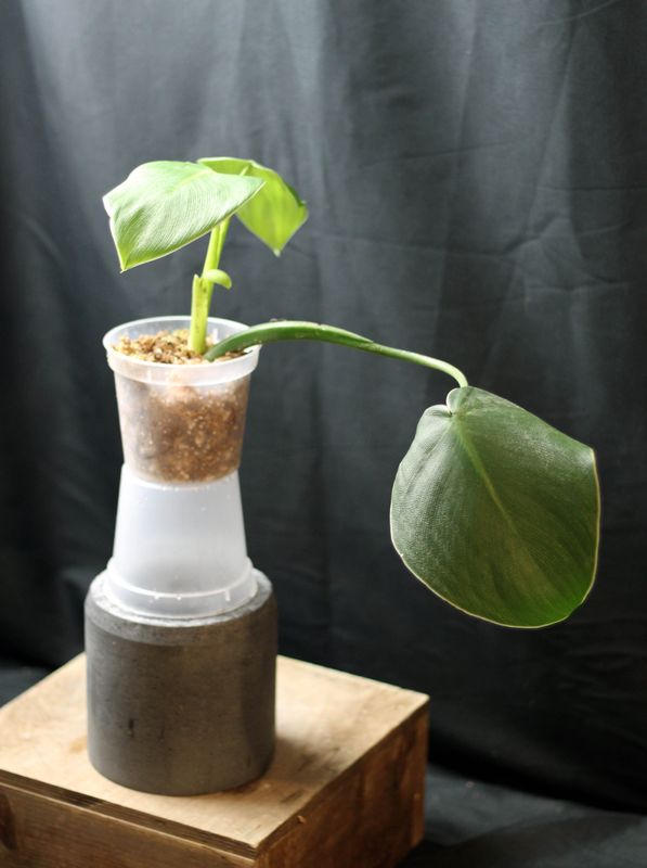 Philodendron Rugosum - A