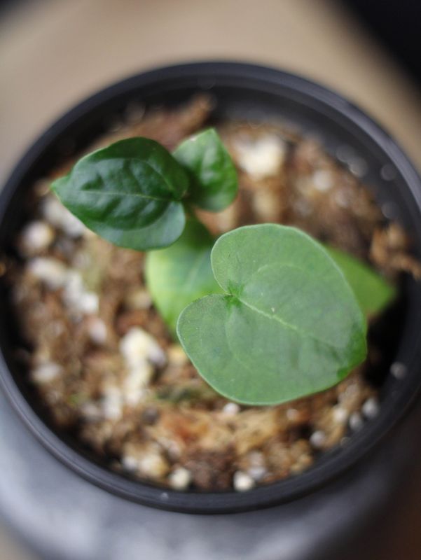 Anthurium Forgetii x Crystallinum Seedling