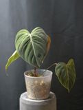 Philodendron El Choco - B